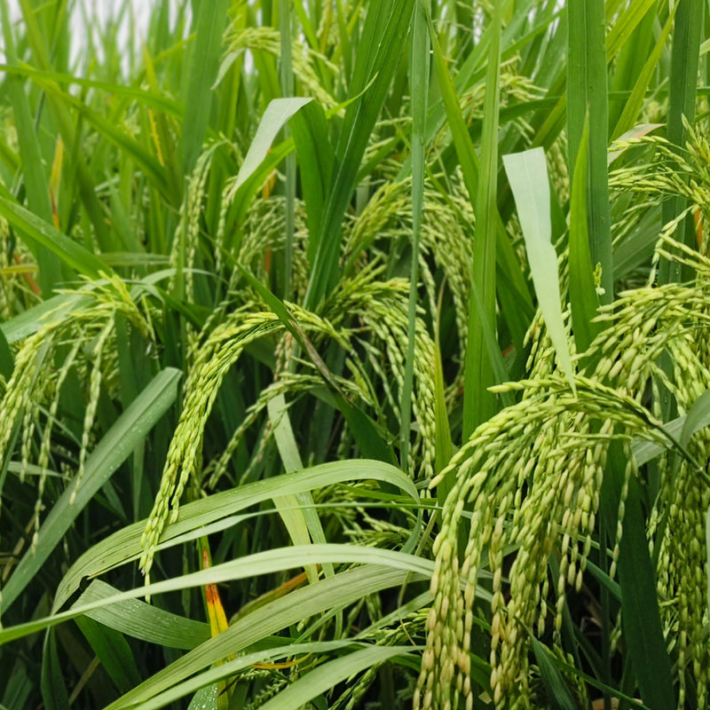 Rice Extract