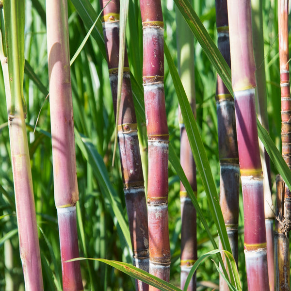 Sugar Cane