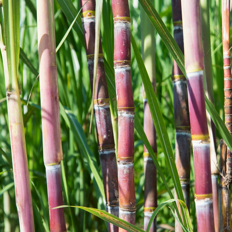 Sugar Cane