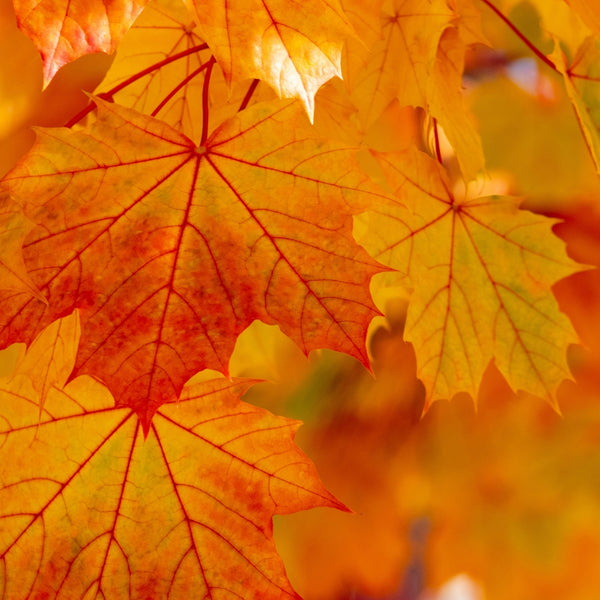 Sugar Maple