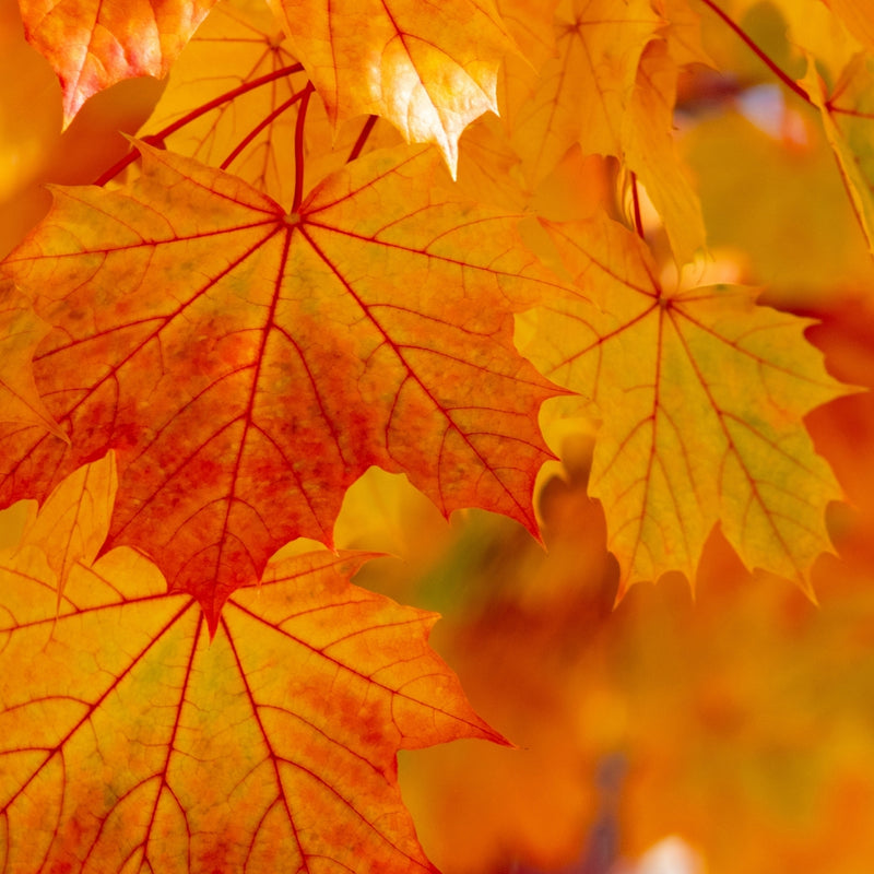 Sugar Maple