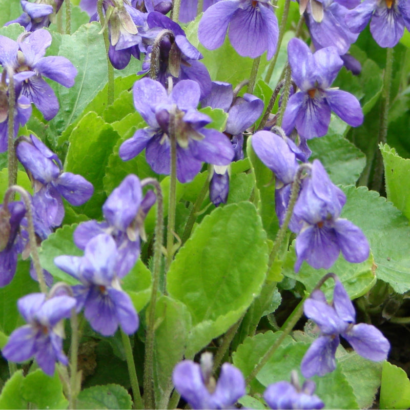 Viola Tricolor Extract