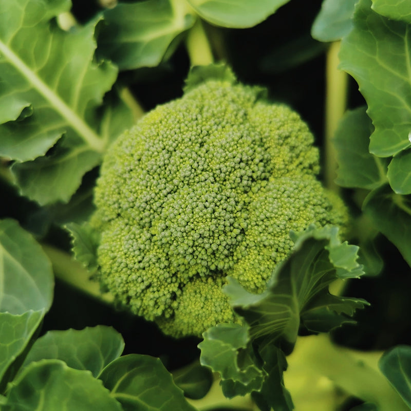 Vitamin K Liposome