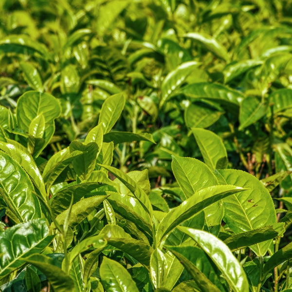 White Tea
