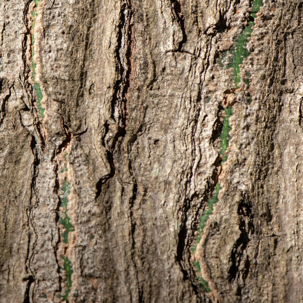 White Willow Bark