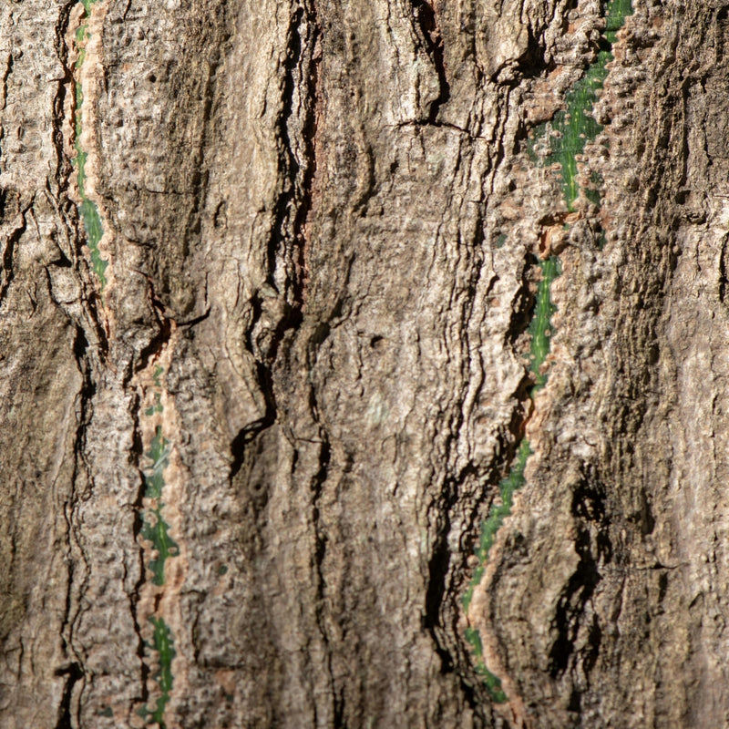 White Willow Bark