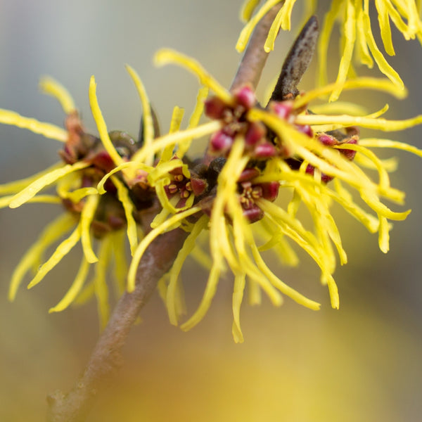 Witch Hazel