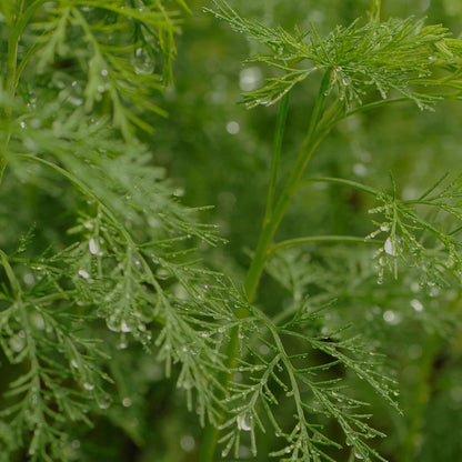 Artemisia Clarifying Toner